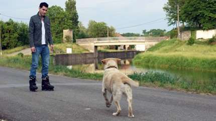 ¿Qué hacer cuando te encuentras con un perro callejero?